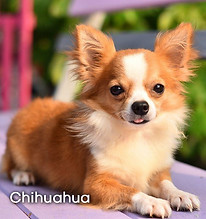 Chihuahua.jpg