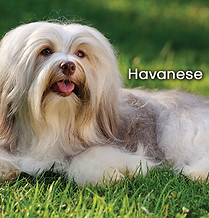 Havanese.jpg