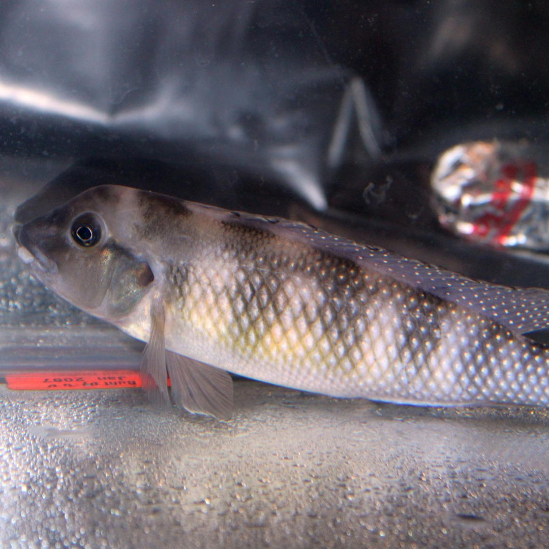 Class 15 - All Other Old World Cichlids (Substrate Spawners)