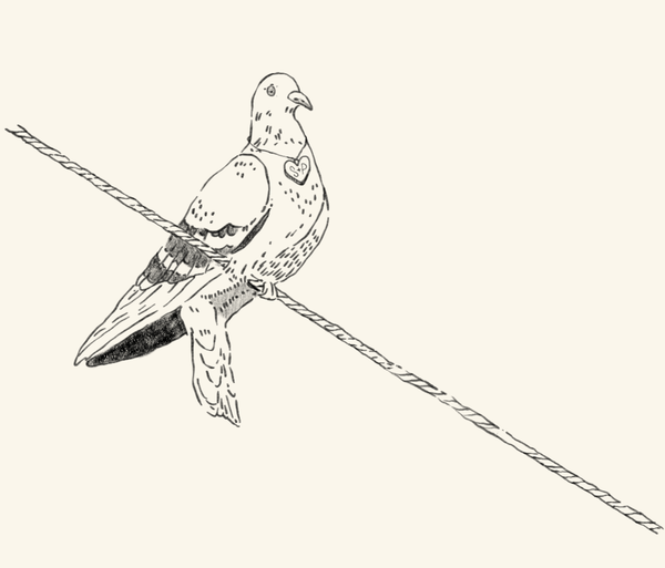 S&P_Pigeons_Cream_v001.gif