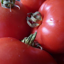 Les tomates du jardin