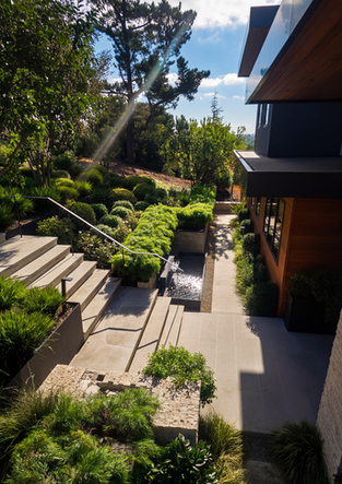 Wide view of the contemporary tiered concrete stairs and densely planted geometric groundcover, highlighting luxury hardscape in Los Altos.