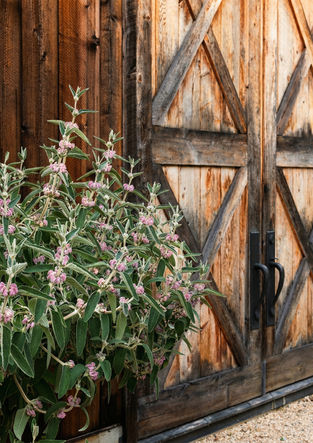 Weathered barn doors beside soft, textural garden planting.