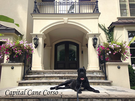 Trained Cane Corso