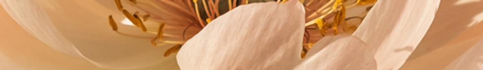 neutral minimal elegant female coach website desktop prototype .png.png