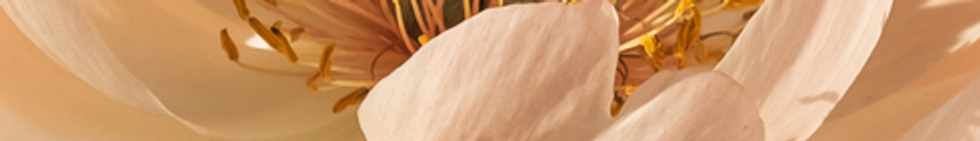 neutral minimal elegant female coach website desktop prototype .png.png