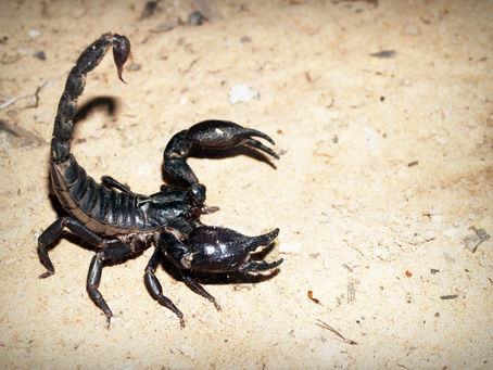 Morre, escorpião!