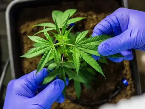 STJ concede liminares para autorizar cultivo doméstico de cannabis com fins medicinais sem risco de sanção criminal