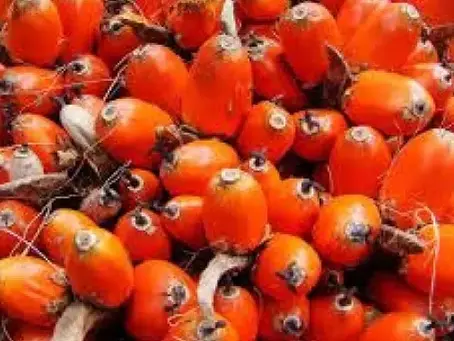 Disputa territorial no Pará pode afetar oferta de dendê em Salvador