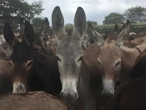 Abates de Jumentos no interior Bahia são verdadeiros campos de concentração, alertam pesquisadores