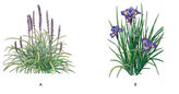 EP21_식물 조합(plant combinations): 식재 디자인의 핵심 α