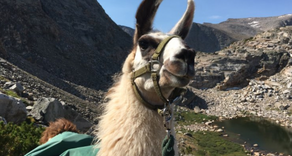 Can a Llama Teach You Leadership?