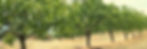 Pistachio Trees
