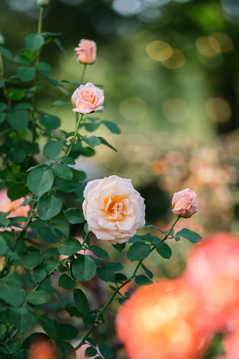 Copy of FloralBlissGardenStyledshoot_TheDearestStill-174.jpg