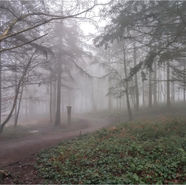 Winter in the Wyre Forest