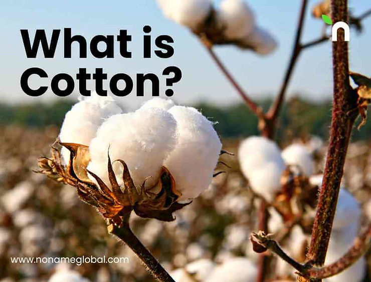 What is Cotton and Why it is important?