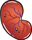 kidney bean v3.png