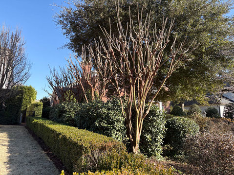 carolina coast landscaping