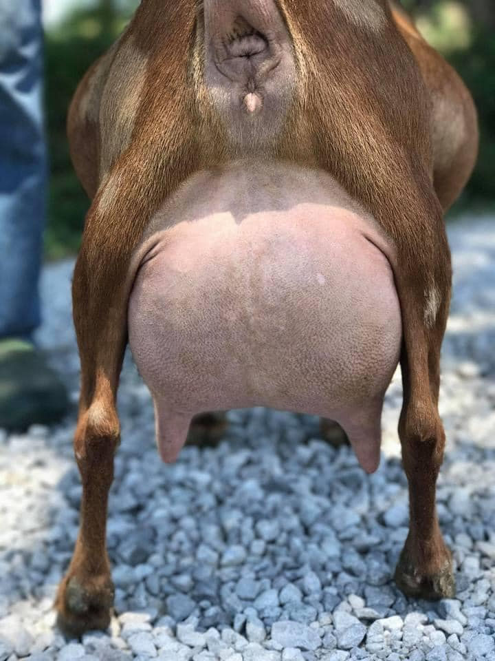 SGCH Wood Bridge Farm LevianDiamond 1*M VEEE 91