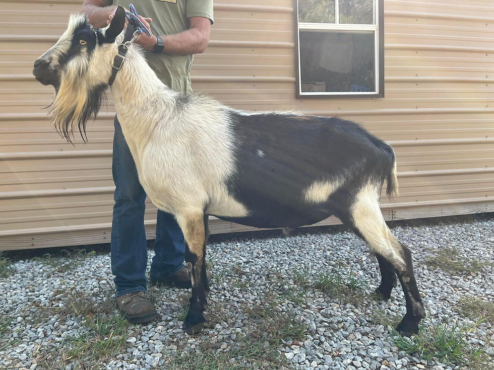 3 Varner Girls MB Jedi