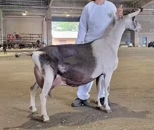 GCH Tempo Aquila Trippin' Free EX93
