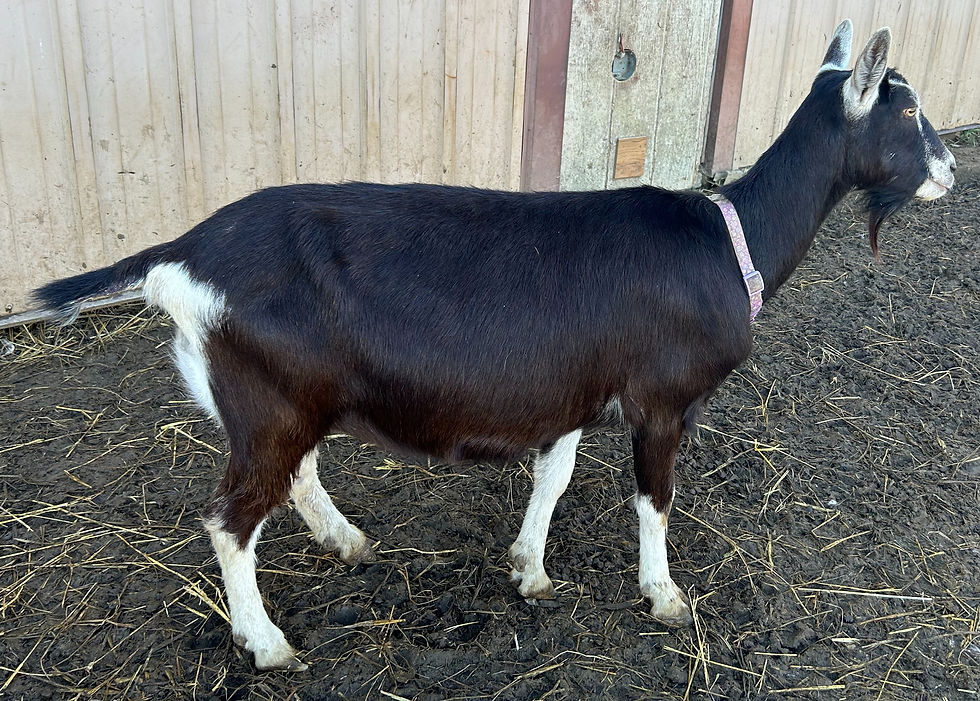 Konza-Kids Merrick Nala