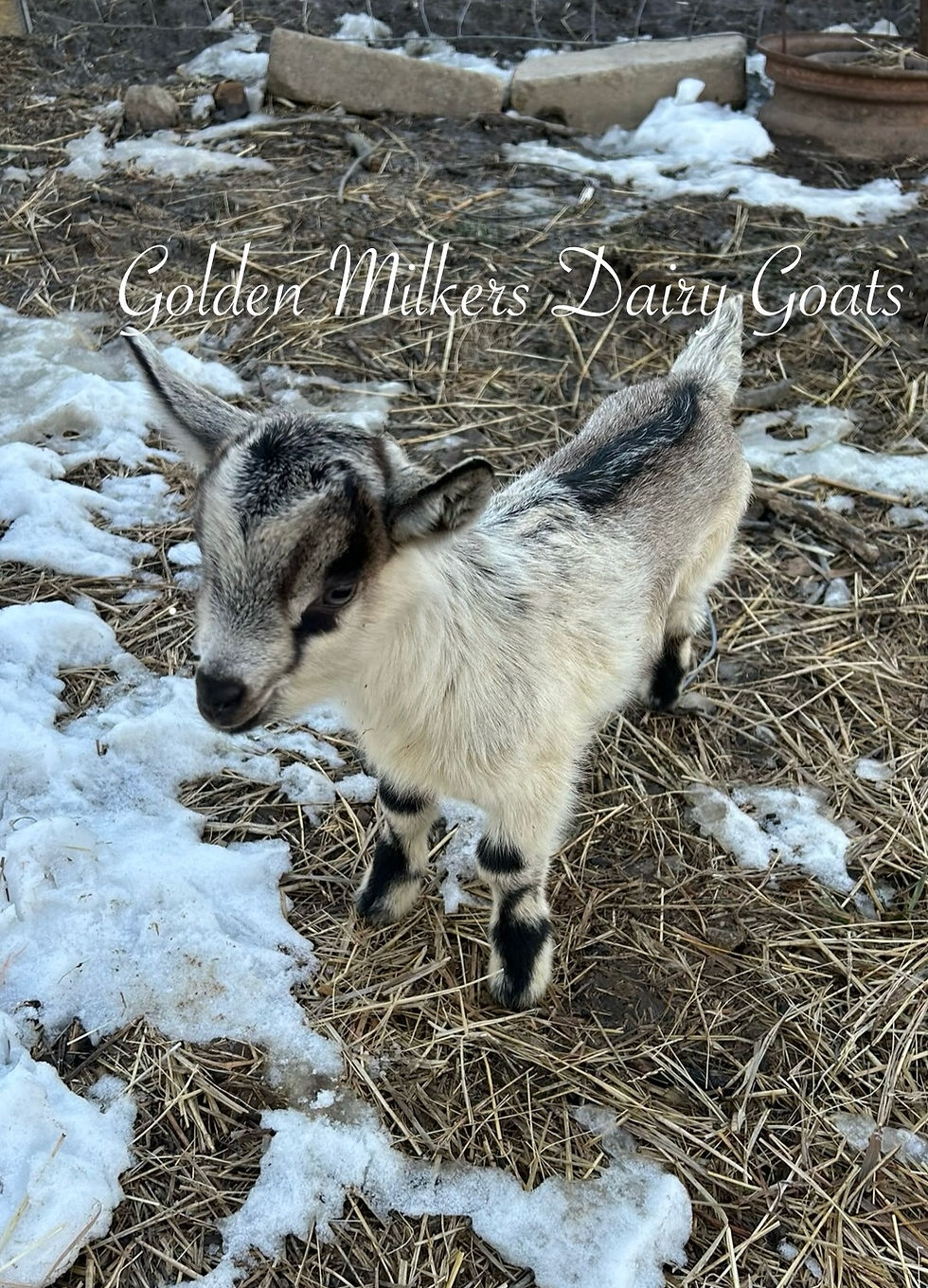 Golden Milkers NA Troublemaker