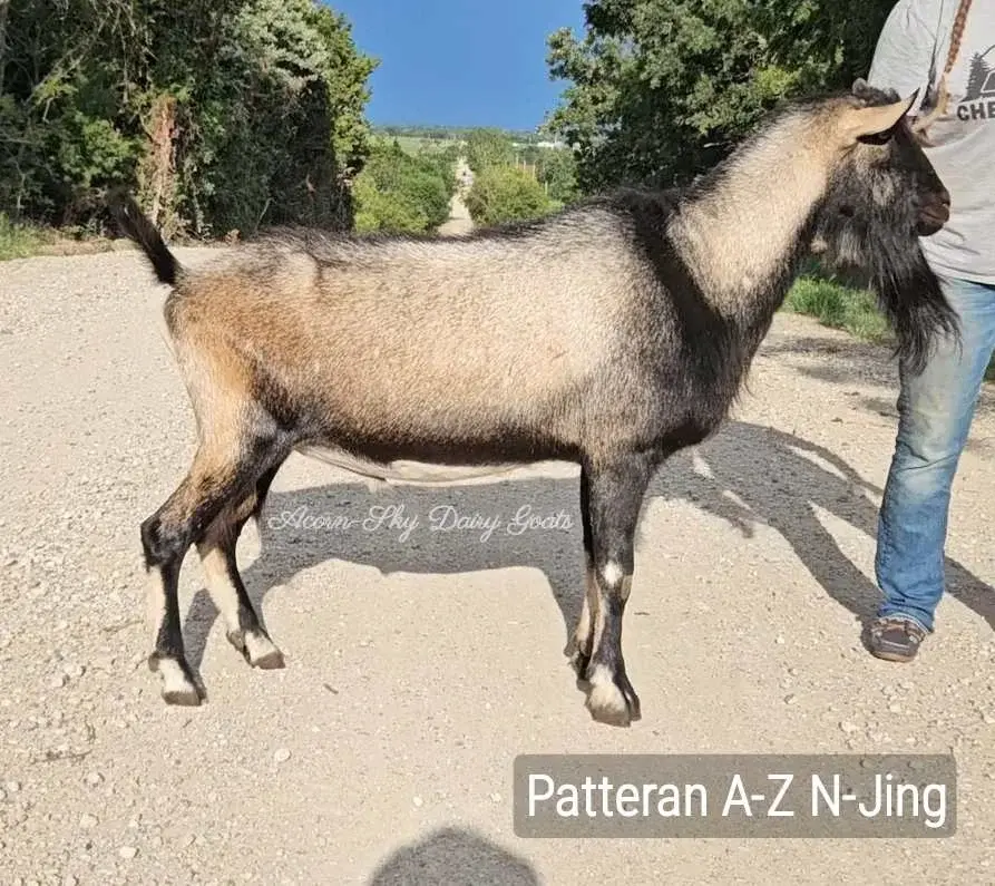 Patteran A-Z N-Jing