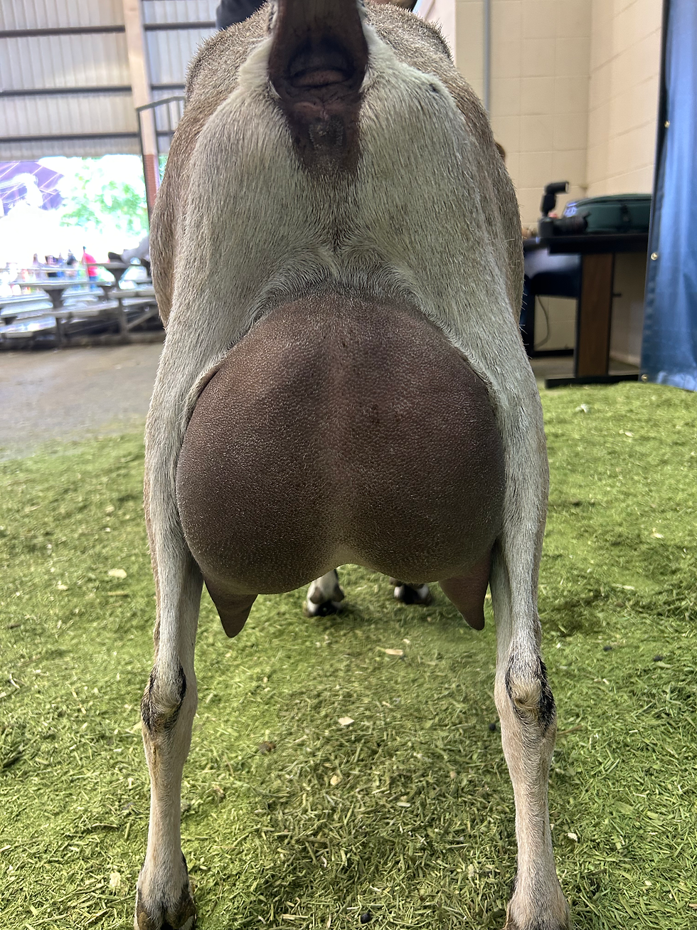 Golden Milkers Katniss's Nylah