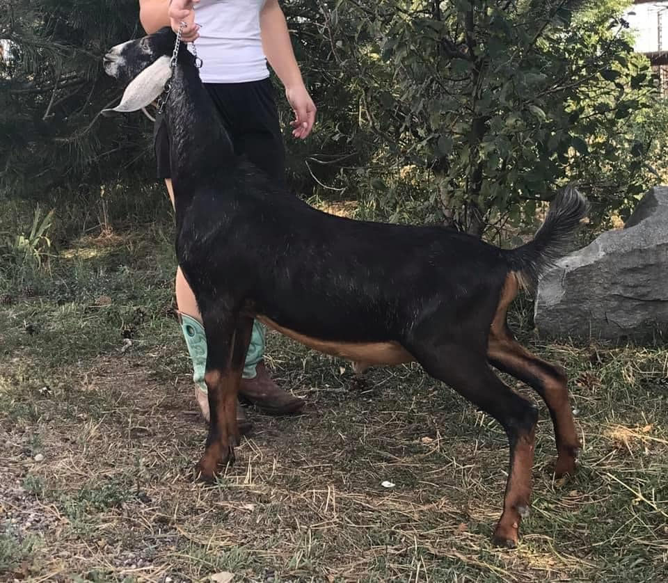 CH Prairie Ridge SG Abercrombie *B