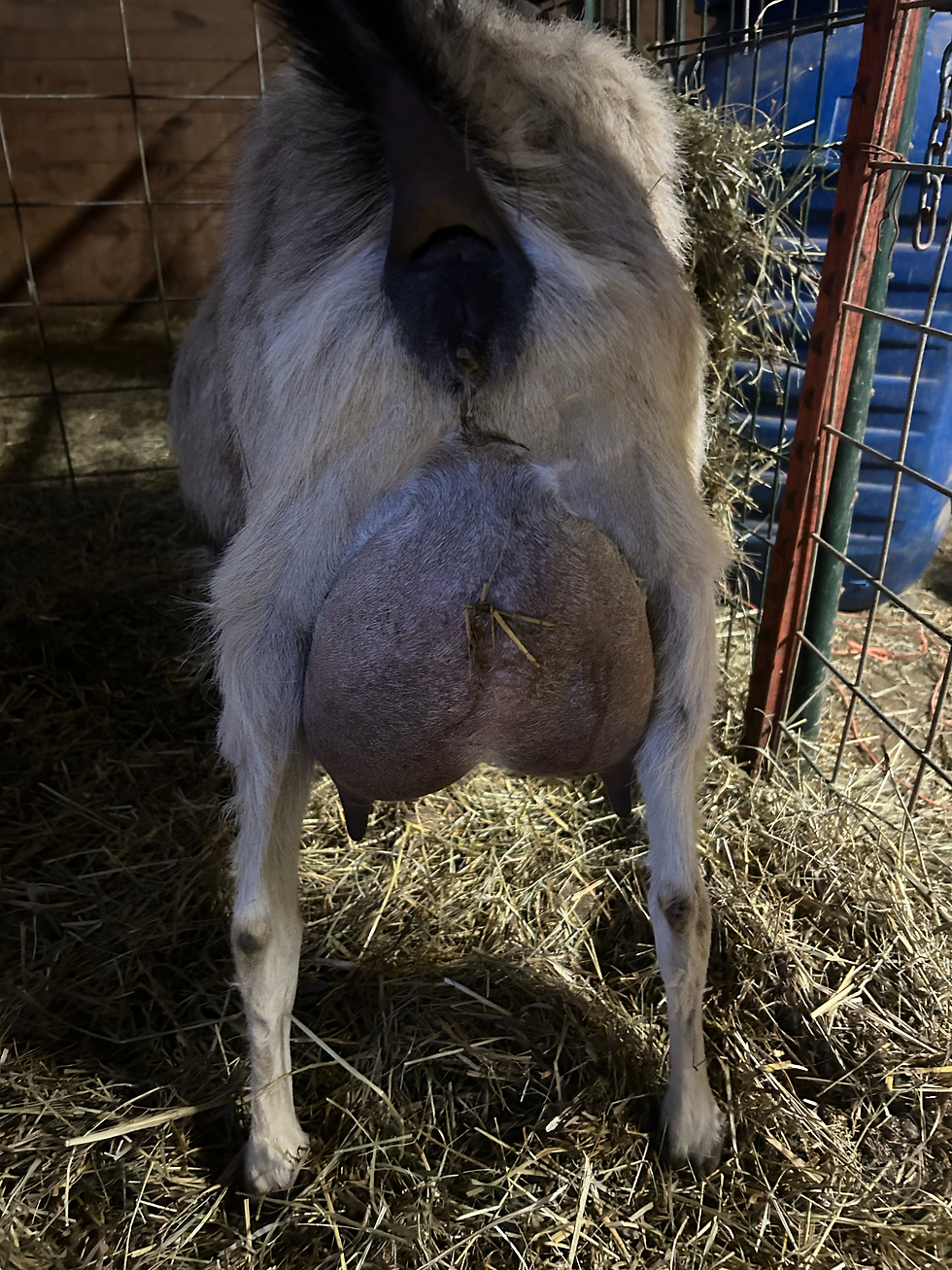 Golden Milkers Katniss's Nova