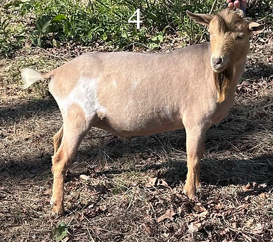 nd buck 4 cce_edited.jpg