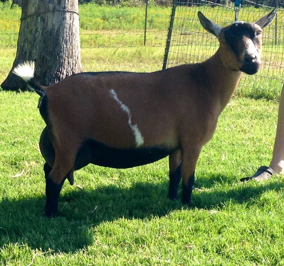 Dill's FK Kitty Litter 4*M