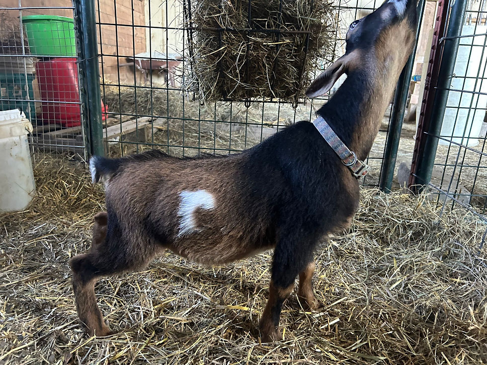 The RZ Acres Blazed Atmosphere