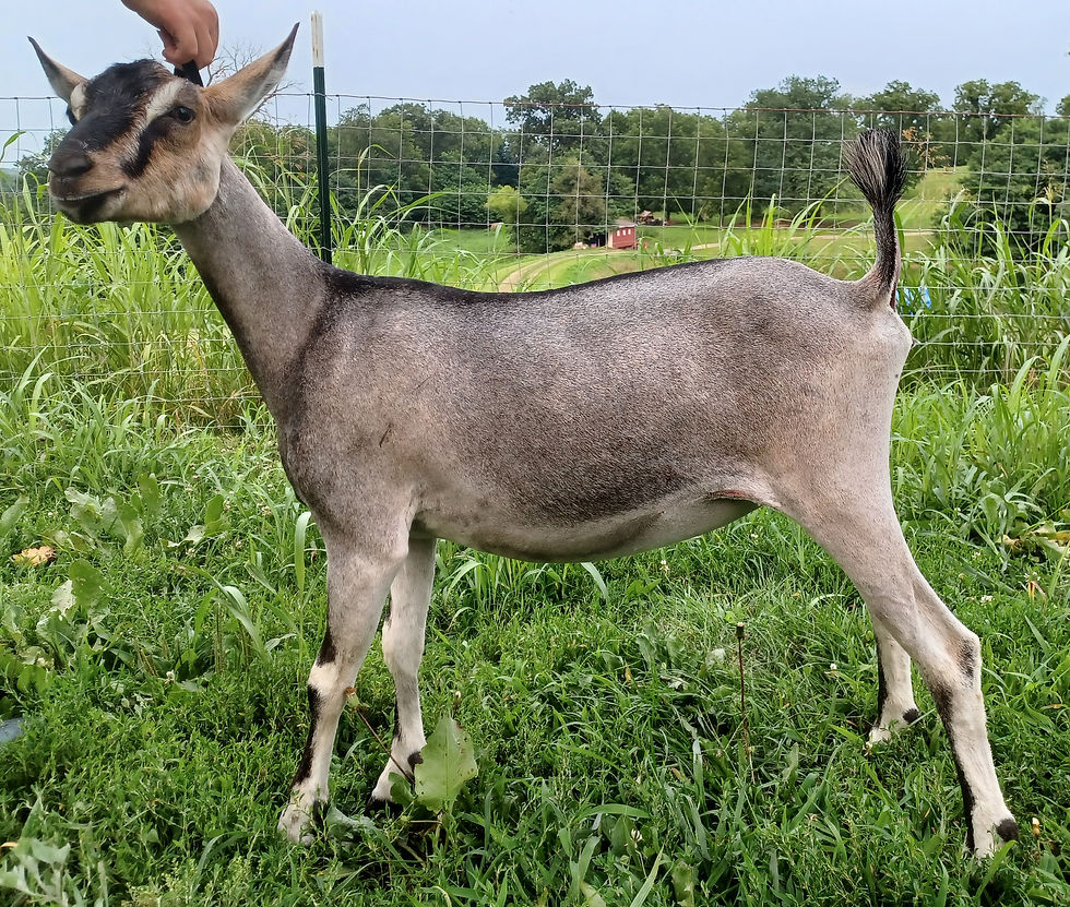 Golden Milkers Katniss's Nylah