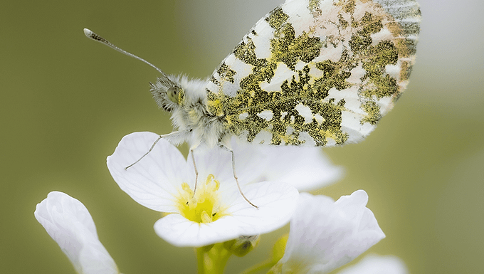 Marcelle De Cock veuve de Raoul Dumont