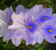 Maria Teresa Beltran Florez