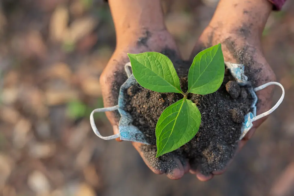 hands holding a small plant