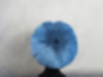 Miniature : Béret en feutre bleu