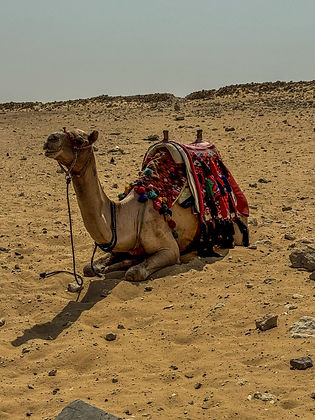Camel