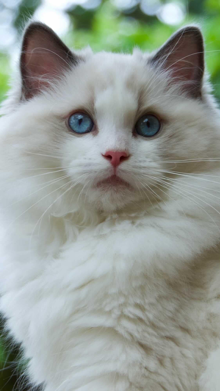 Victorian Lace Ragdolls: Ethical Ragdoll Breeder