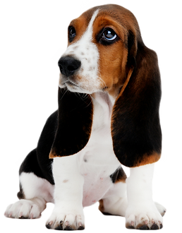 basset-hound-silhouette-clip-art-3-3862748961.png