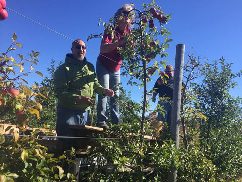picking-apples.jpeg