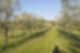 orchard.jpeg