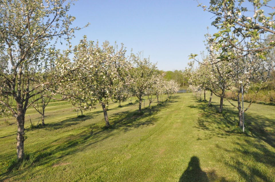 orchard.jpeg