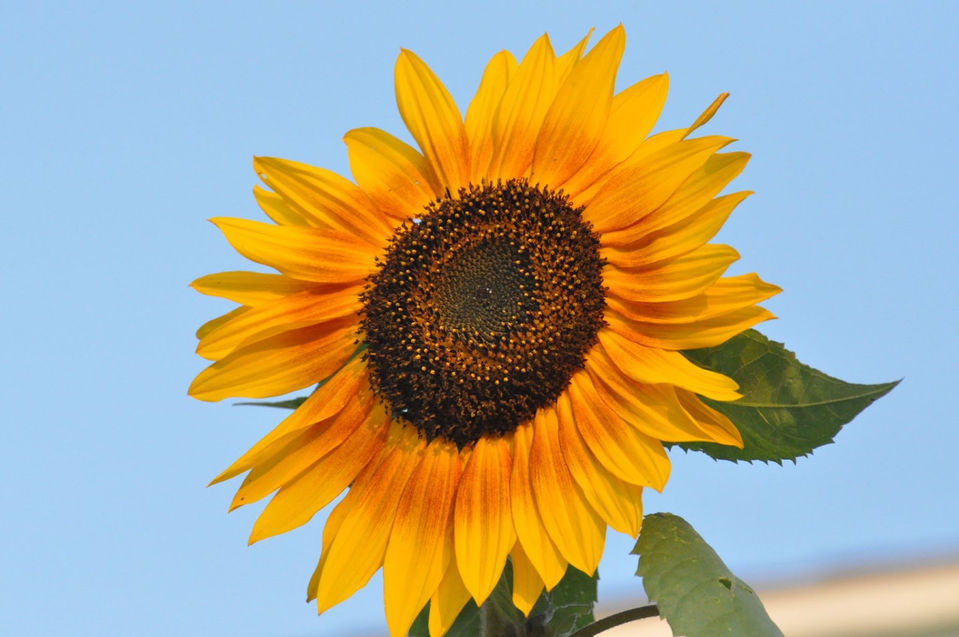 sunflower.jpeg
