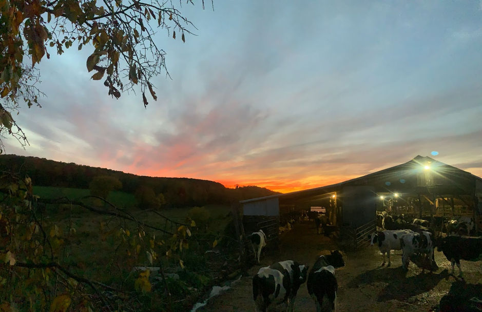 cows.jpeg