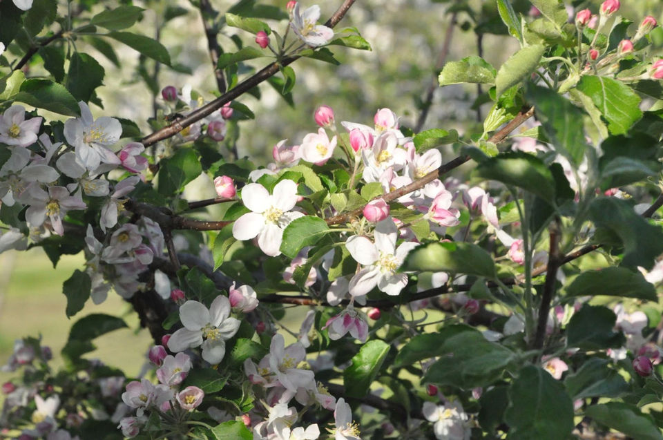 orchard-blooms.jpeg
