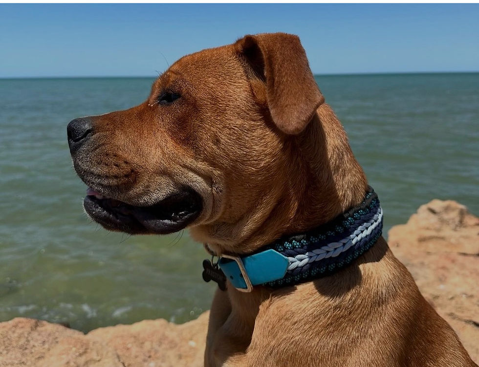 Thumbnail: Big Collar with Biothene adapter 