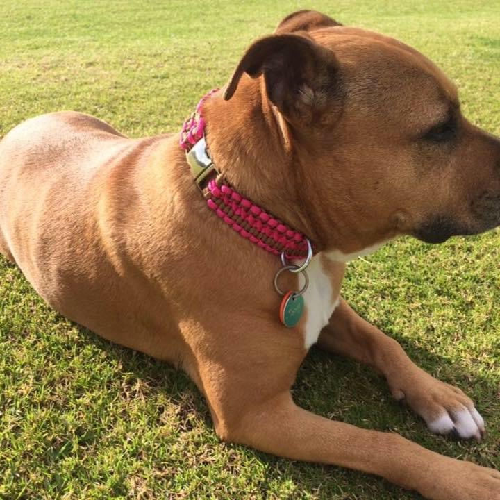 Thumbnail: Large Metal Buckle Collars